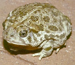 toad02.jpg (34336 bytes)
